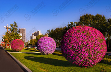 花球花柱在城市綠化中都有哪些應用？